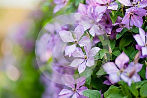 Flowering purple clematis in the garden. Flowers blossoming in summer