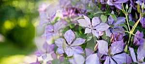 Flowering purple clematis in the garden. Flowers blossoming in summer