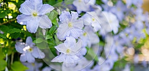 Flowering purple clematis in the garden. Flowers blossoming in summer