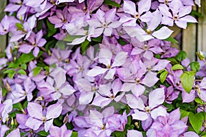 Flowering purple clematis in the garden. Flowers blossoming in summer