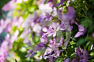 Flowering purple clematis in the garden. Flowers blossoming in summer