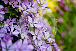 Flowering purple clematis in the garden. Flowers blossoming in summer