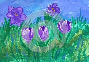 Flowering purple crocuses in spring. Children`s drawing