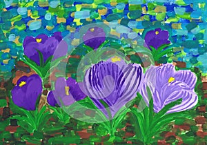 Flowering purple crocuses in spring. Children`s drawing