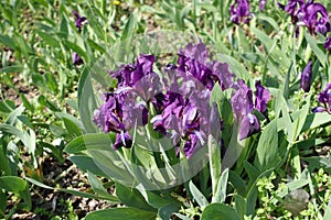 Flowering purple dwarf irises in April