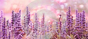 Flowering purple flowers, purple flower in bloom, beautiful nature in meadow