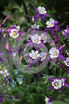 Flowering Purple flowers with a white center, Columbine (Aquilegia vulgaris, Orlyk) in spring. Garden plants