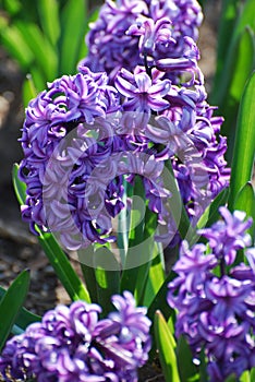 Flowering Purple Hyacinthus Flower Bulb Blooming