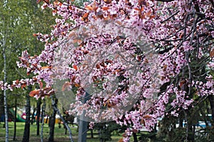 Flowering purple-leafed plum in the park