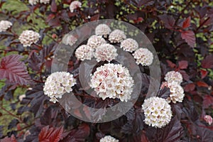 Flowering purple-leaved Physocarpus opulifolius in May