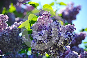 Flowering of purple lilac