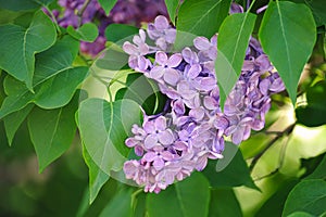 Flowering of purple lilac