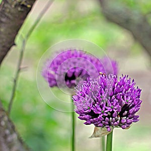 Flowering purple onions. Purple plant