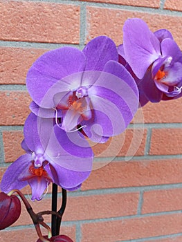 Flowering purple orchid on brick wall background