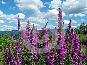 Flowering Purple Spikes