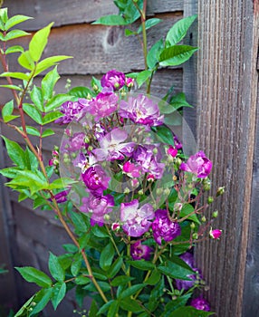 Flowering Purple White English Rosa Veilchenblau Climbing Rose Bush