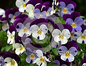 Flowering purple and white pansies, viola wittrockiana in the garden