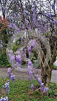 Flowering purple wisteria vine trailing on host tree in Springtime