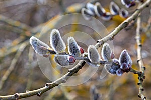 Flowering pussy-willow branches with catkins in nature