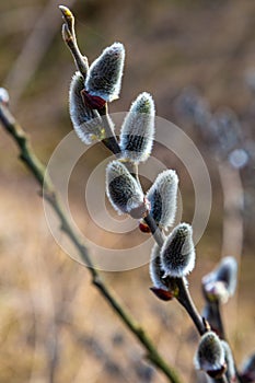 Flowering pussy-willow branches with catkins in nature