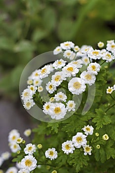 Flowering Pyrethrum