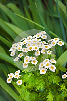 Flowering Pyrethrum closeup.