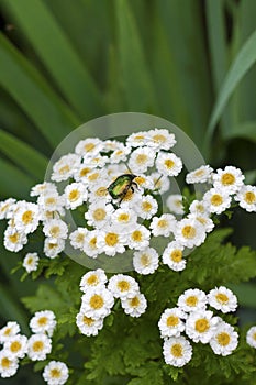 Flowering Pyrethrum closeup with goldsmith beetle