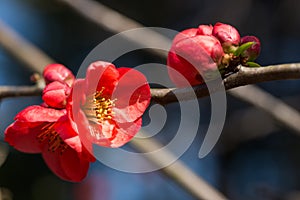 Flowering quince blossoms