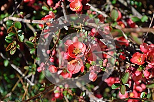Flowering Quince bush red flowers - chinese Mu Gua - Chaenomelis Fructus â€“ horizontal