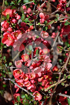 Flowering Quince bush red flowers - chinese Mu Gua - Chaenomelis Fructus â€“ vertical