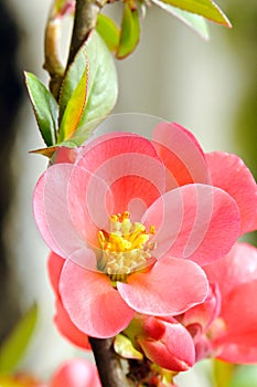 Flowering quince Chaenomeles speciose photo