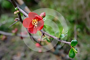 Flowering quince (Chaenomeles x superba) photo