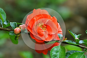 Flowering Quince or Chinese quince Shrub Chaenomeles speciosa