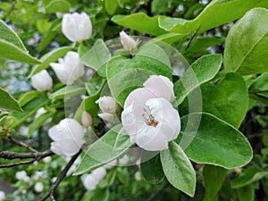 Flowering Quince tree in the spring. Cydonia oblonga