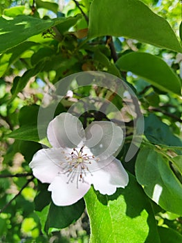 Flowering Quince tree in the spring. Cydonia oblonga