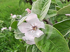 Flowering Quince tree in the spring. Cydonia oblonga