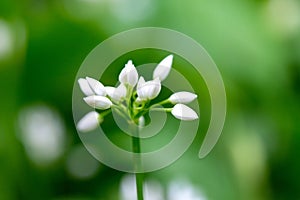 Flowering ramson, Allium ursinum. Blooming wild garlic plants in the woodland in spring