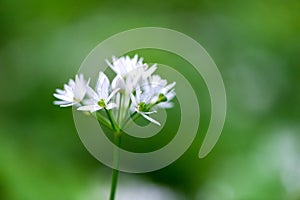 Flowering ramson, Allium ursinum. Blooming wild garlic plants in the woodland in spring