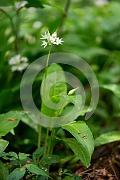 Flowering ramson, Allium ursinum. Blooming wild garlic plants in the woodland in spring