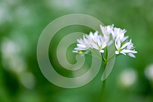 Flowering ramson, Allium ursinum. Blooming wild garlic plants in the woodland in spring