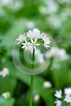 Flowering ramson, Allium ursinum. Blooming wild garlic plants in the woodland in spring