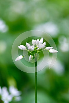 Flowering ramson, Allium ursinum. Blooming wild garlic plants in the woodland in spring