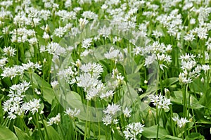 Flowering ramsons