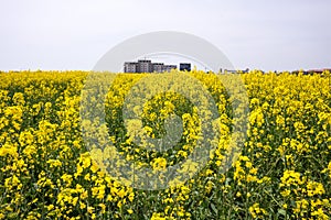 Flowering in the fields of Southern Bulgaria