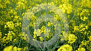 Flowering rapeseed. Country road across rape field. Spring background. Canola or colza with dirt road. blooming rape or