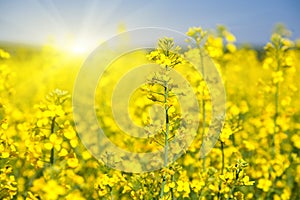 Flowering rapeseed field