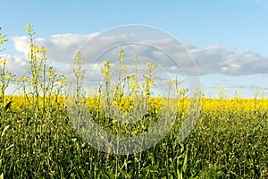 Flowering rapeseed field and blue sky with clouds during sunset, landscape spring