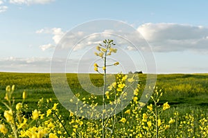 Flowering rapeseed field and blue sky with clouds during sunset, landscape spring