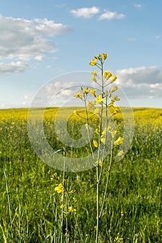 Flowering rapeseed field and blue sky with clouds during sunset, landscape spring