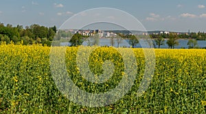 Flowering rapeseed field with Olesna water reservoir and Frydek-Mistek city on the background in Czech republic